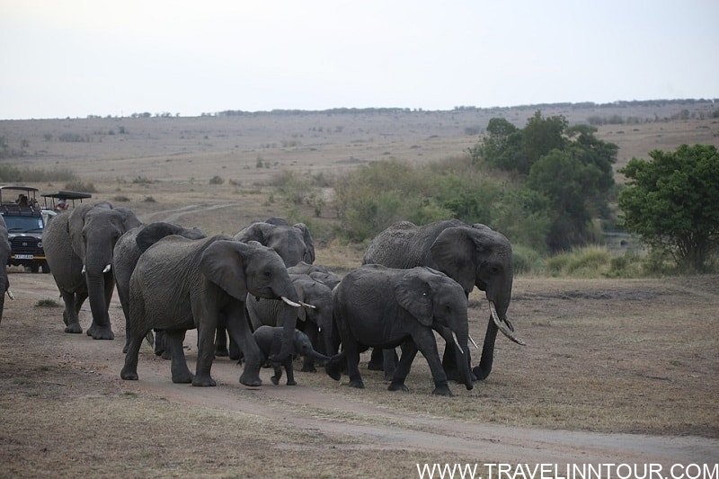Maasai Mara National Park