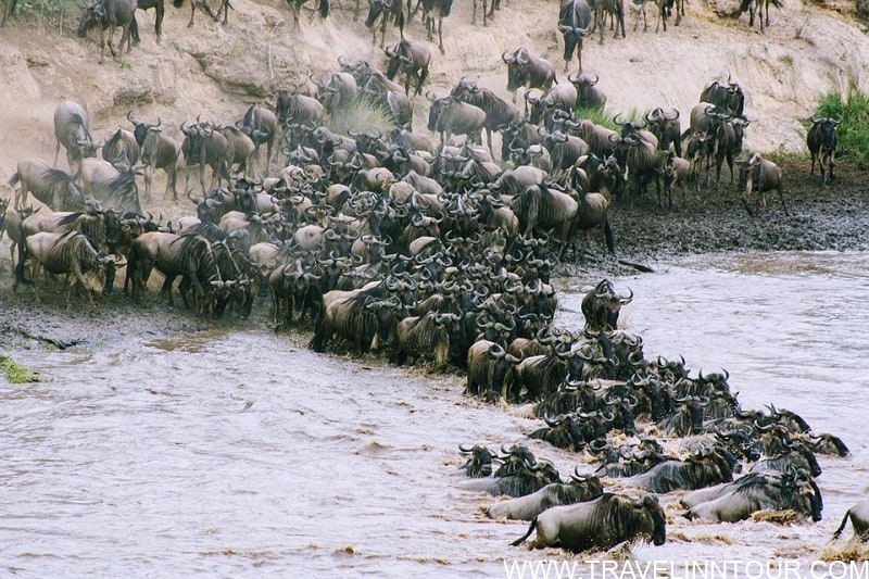 Wildebeest Migration