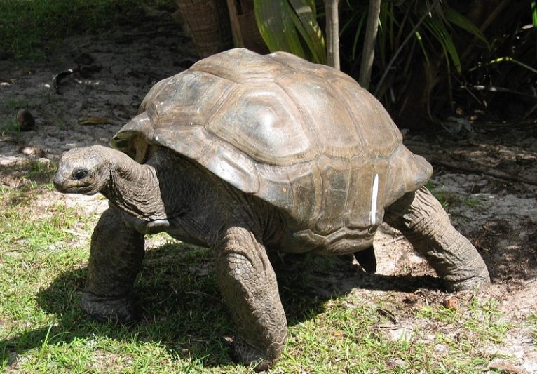 giant tortoises Seychelles