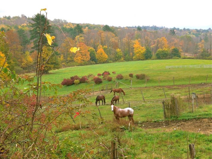 Lenox horseback riding