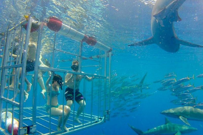 Cage diving with sharks in the clear blue waters of Hawaii, a thrilling adventure activity for tourists.