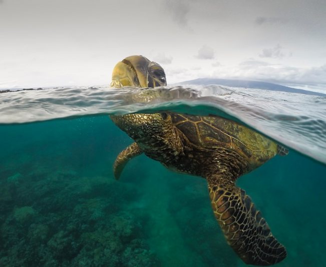 Sea turtle swimming at the ocean surface in Hawaii, showcasing its shell and underwater scenery, perfect for a tropical adventure guide.