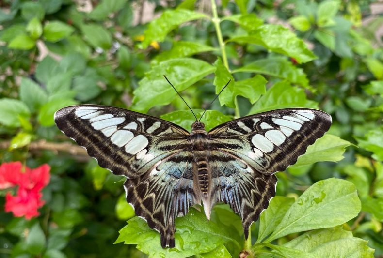 Visit The Butterfly Farm