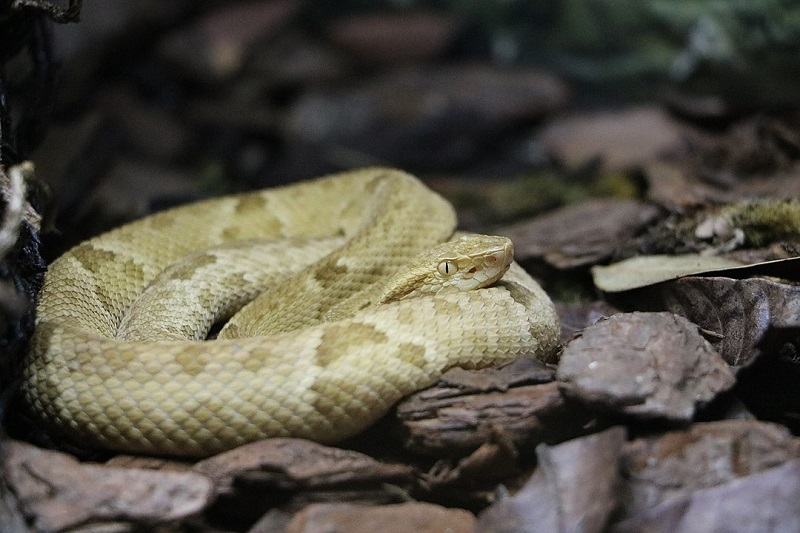 Golden Lancehead Snake Island in Brazil