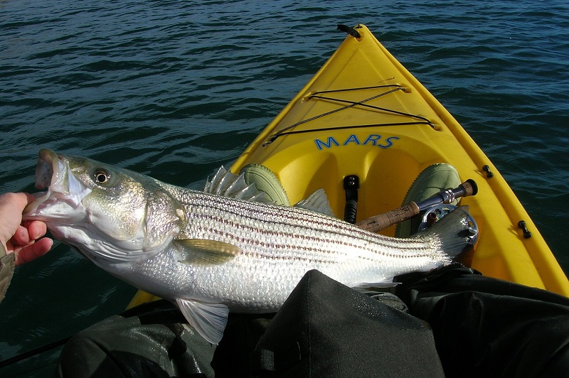 Angler in yellow kayak holding a freshly caught striped bass on a lake in California, showcasing successful bass fishing techniques.