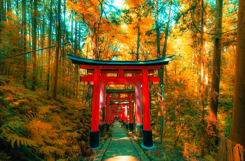 Vivid red torii gates line a forest path at Fushimi Inari Shrine in Kyoto, Japan, surrounded by lush autumn foliage, embodying Kyoto's rich cultural heritage and serene natural beauty.