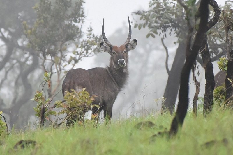 Safari in Ruvubu National Park