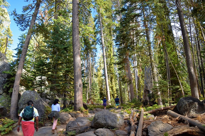 Group of hikers walking along a scenic trail surrounded by tall pine trees and rocks in Yosemite National Park, illustrating a one-day guide to trails and attractions.
