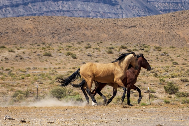 Wild horses running across the desert landscape in Utah, showcasing the natural beauty and wildlife in Utah's outdoor adventures.
