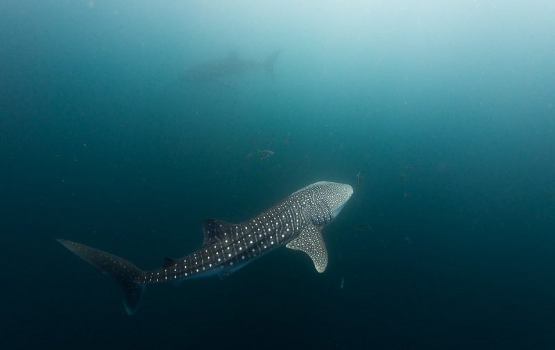 whalesharks diving snorkeling