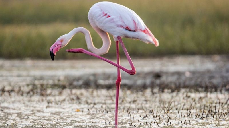 Albufera Natural Park