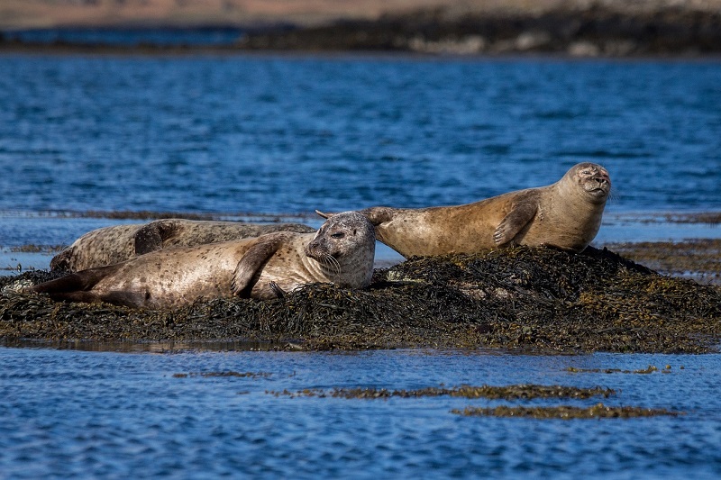 Group of seals basking on a rocky shore in the Scottish islands, surrounded by blue water and seaweed, exemplifying the rich wildlife and natural beauty ideal for a vacation in Scotland.