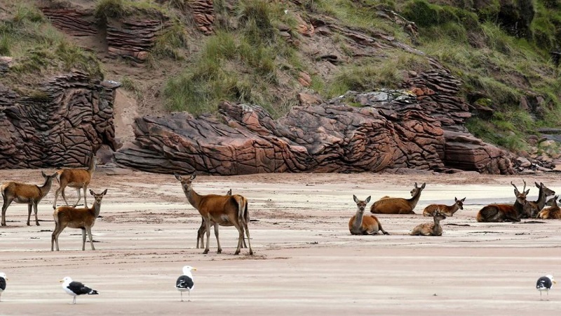 Famous Wildlife Reserve Isle of Rum - Best Scottish Islands