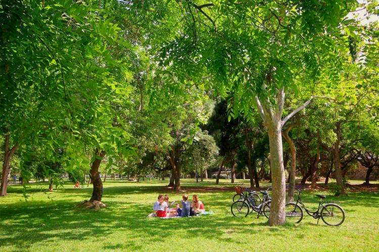 Group enjoying a picnic under lush green trees in a Valencia park. Several bicycles are parked nearby, highlighting the city's outdoor leisure activities.