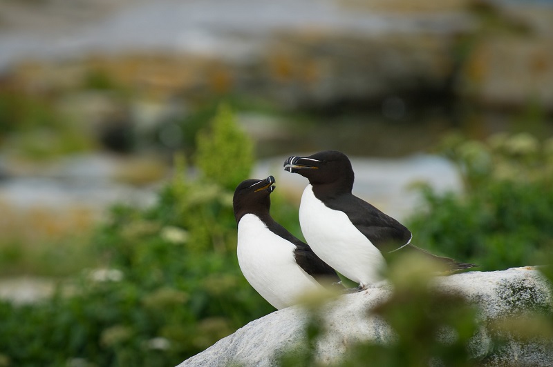 Two puffins perched on a rocky outcrop surrounded by lush greenery, typical wildlife found on Scottish islands, perfect for nature lovers and birdwatchers.