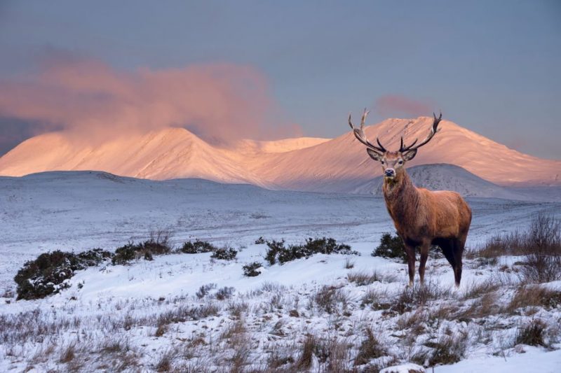 Winter Beauty of Scottish Highlands