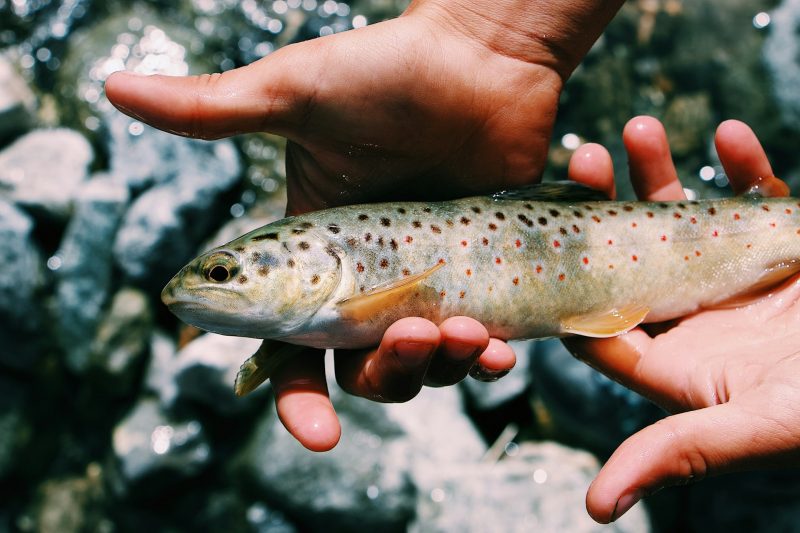 Trout fish being held in hands over rocky background, highlighting fishing in Canada for the Ultimate Guide to Best Fishing in Canada: Top Lakes & Resorts.