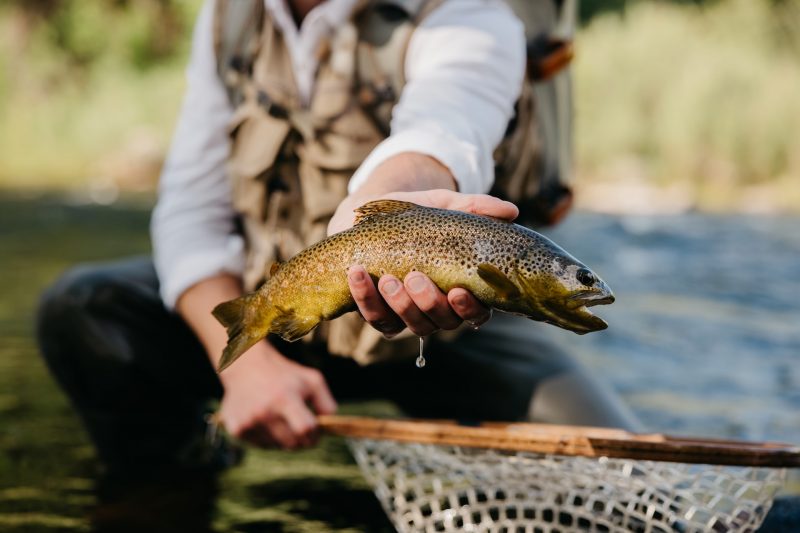 Angler holding a trout over a fishing net in a Canadian river, showcasing successful catch; ideal spot for fishing enthusiasts.