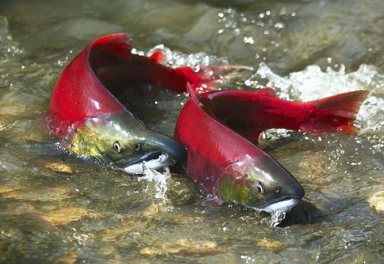 Two vibrant red sockeye salmon swimming upstream in a clear Canadian river, showcasing beautiful wildlife in Canada, a top fishing destination.