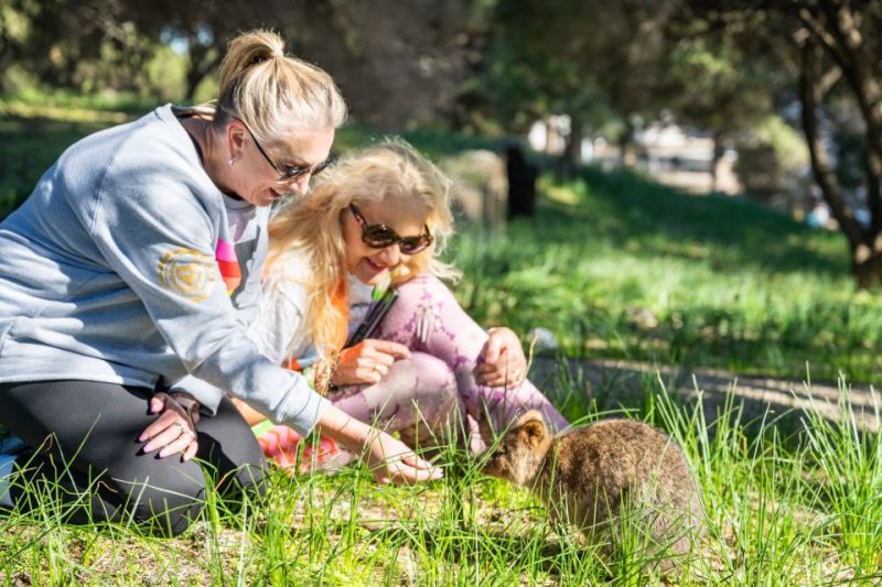 Quokka small marsupial