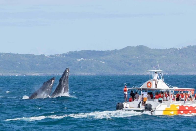Samana Whale Watching
