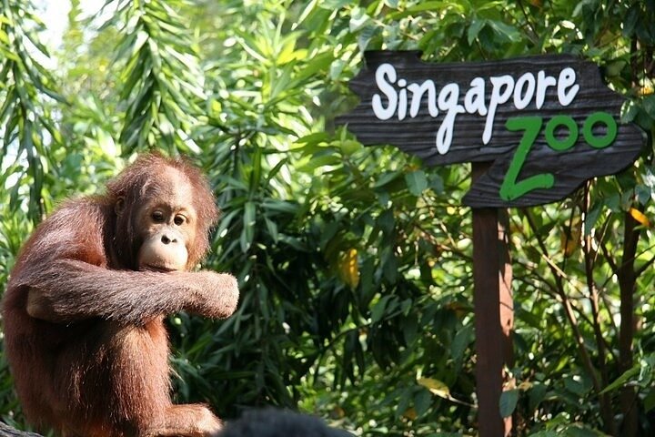 Singapore Zoo Singapore Zoo