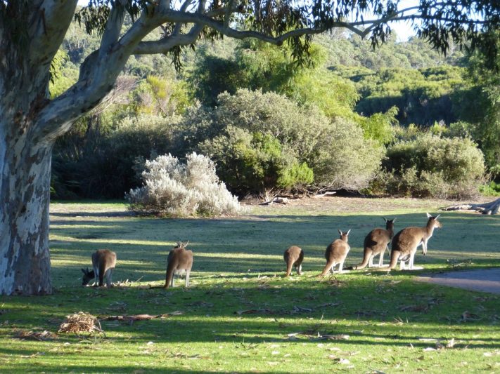 Yanchep National Park