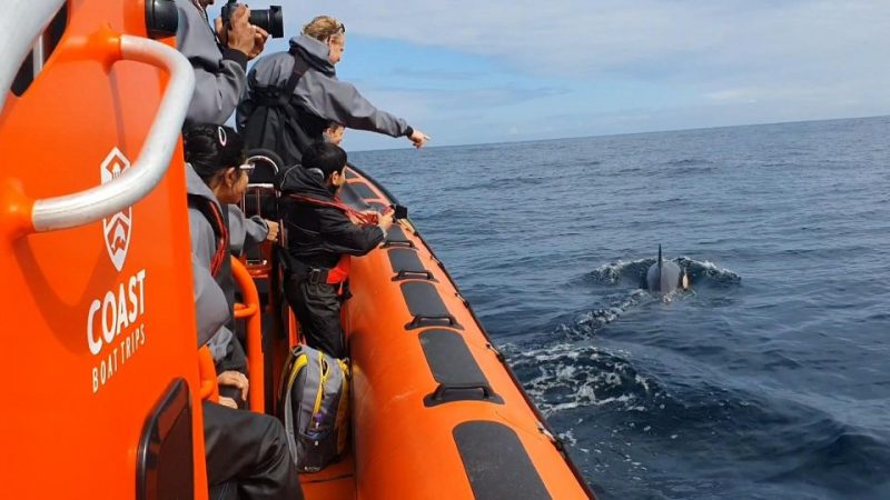 701 Wildlife of the Atlantic Ocean