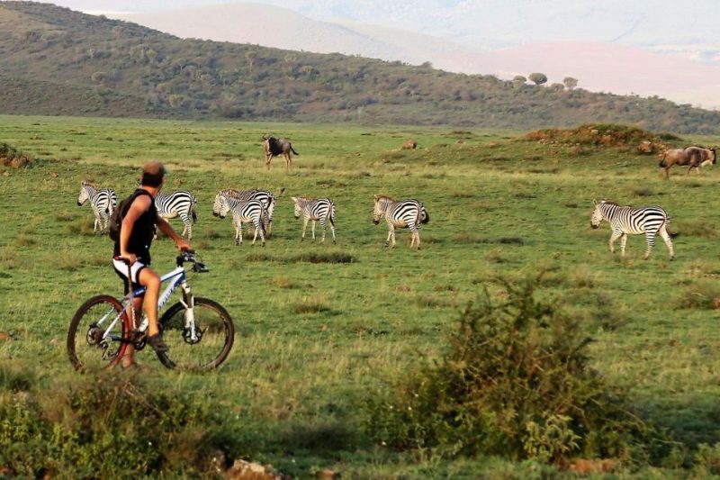 African Safari Lake Manyara 147
