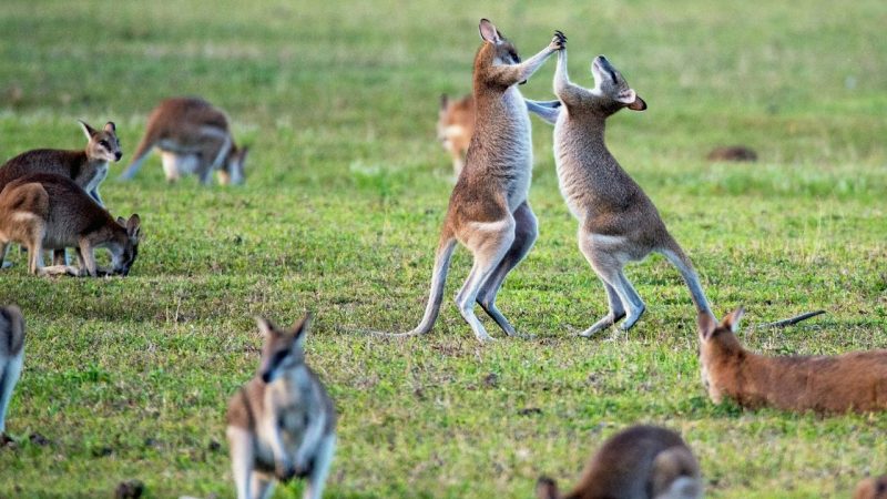 Best Place to Live in Australia for Families 2231