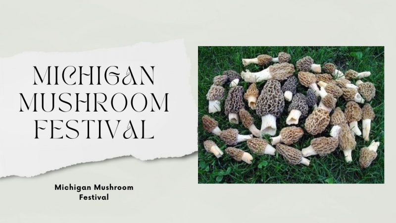 Michigan Mushroom Festival poster featuring a collection of morel mushrooms on grass, highlighting the state's annual celebration of fungi.