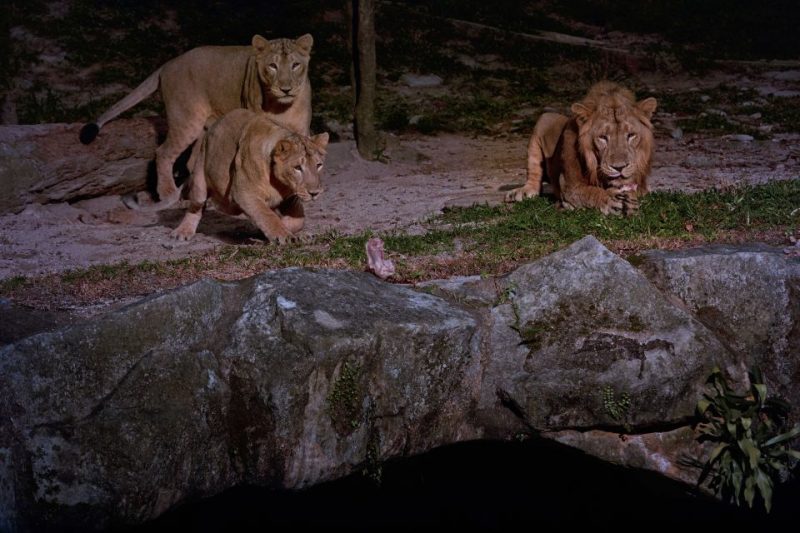 Three lions at Singapore Night Safari, nocturnal wildlife attraction.
