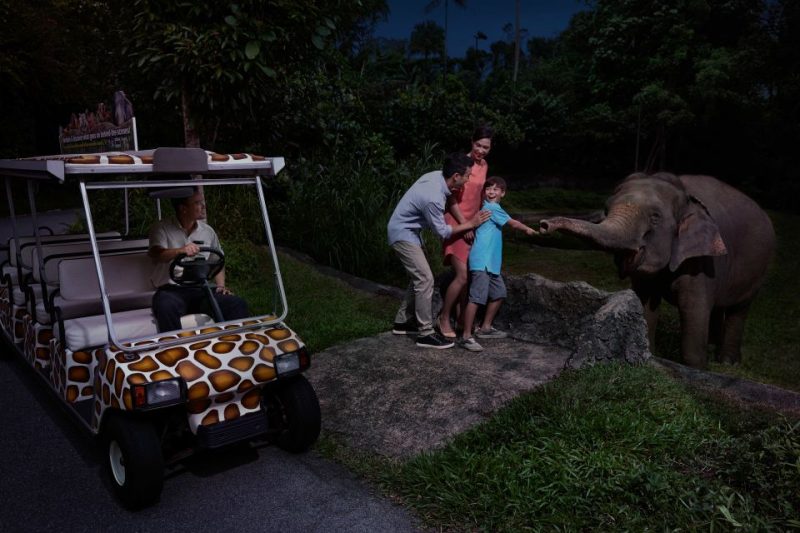 A family of three interacts with a young elephant during Singapore Night Safari. They are standing near a safari tram, which has a giraffe print design. The scene is set at night, surrounded by lush greenery, highlighting a nocturnal adventure.