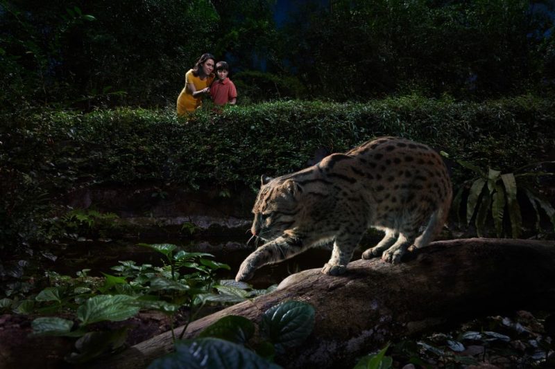 A fishing cat stealthily moves along a log at Singapore Night Safari, surrounded by dense foliage. In the background, two visitors observe the nocturnal animal closely, highlighting the unique wildlife encounters at the park.