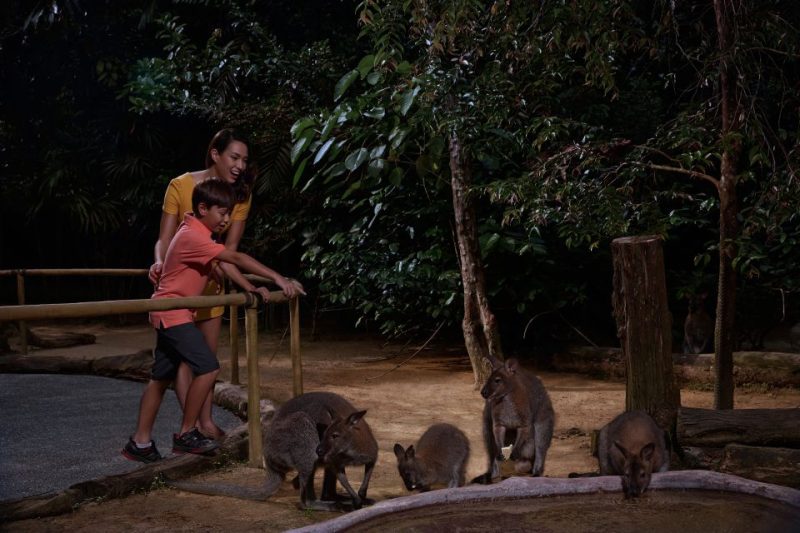 Family observing nocturnal animals at the Singapore Night Safari. A mother and child lean over a railing, enjoying a close encounter with a group of wallabies in a dimly lit, naturalistic habitat surrounded by lush vegetation.