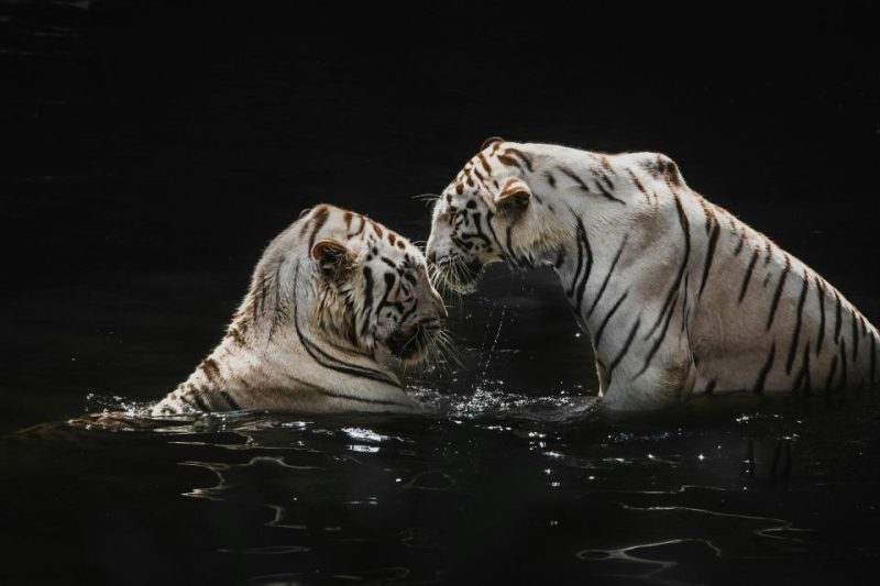 Two white tigers playing in water at Singapore Night Safari.
