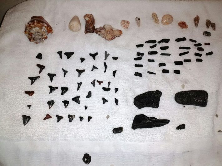 A collection of fossilized shark teeth and shells displayed on a white towel, showcasing beachcombing finds from Sarasota, Florida beaches.