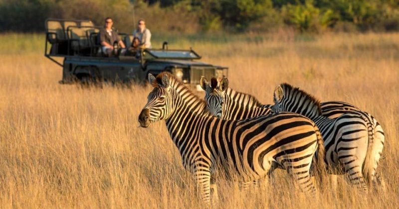 Choosing the Right Expert Safari Tour Guide