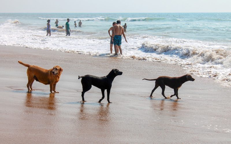 Dogs playing on Sarasota beach with people swimming in the background, highlighting family-friendly beach activities in Florida.