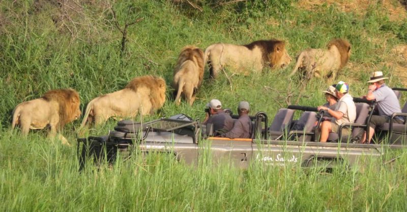 Future of Safari Guiding