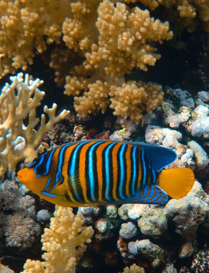excotic sea animal near corals