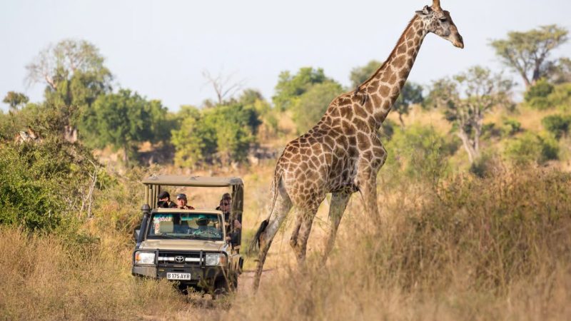 Botswana Budget Friendly Safari Options