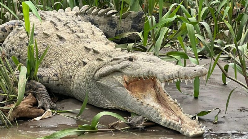Costa Rica Nature Crocodile Bridge Costa Rica
