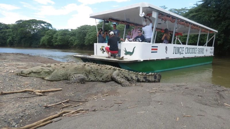 Crocodile Tours The Adventure of a Lifetime