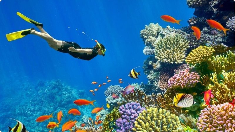 Experience Tiran Island