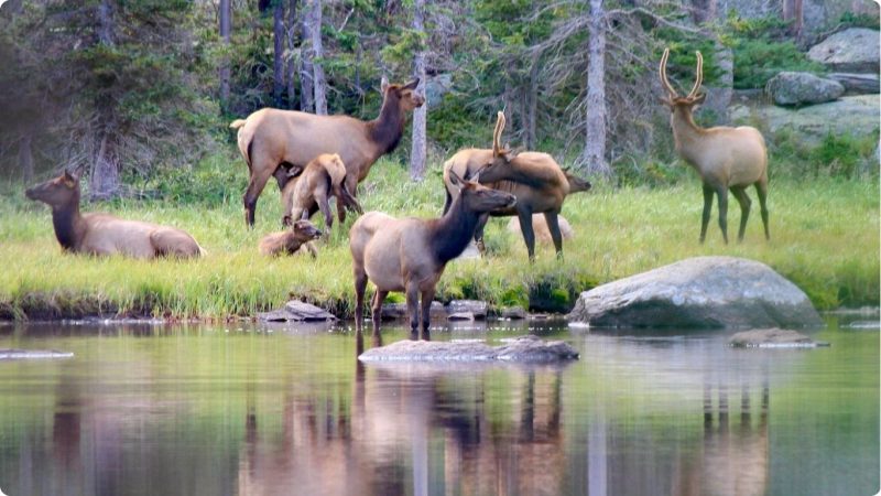 Rocky Mountain Bear Lake