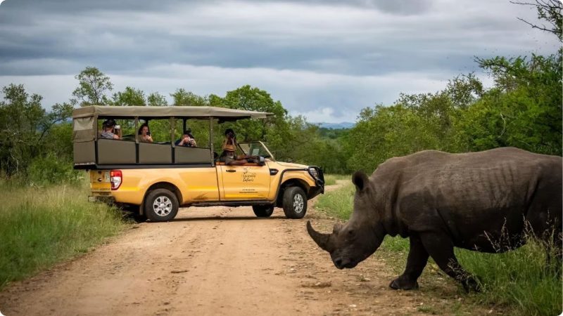Safari Packages Under $3,000