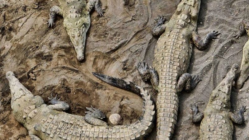 eco tours crocodile spotting