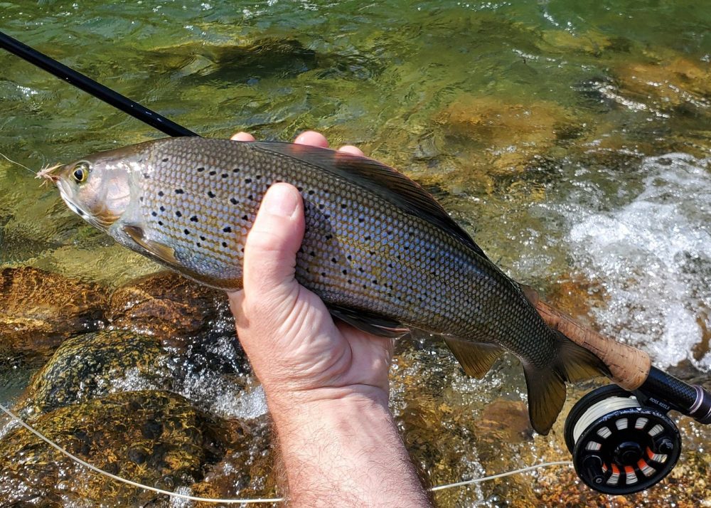 Fishing and Fly Fishing