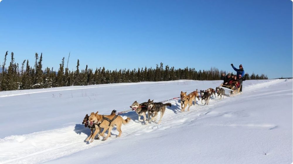 Glacier Dogsledding Tour